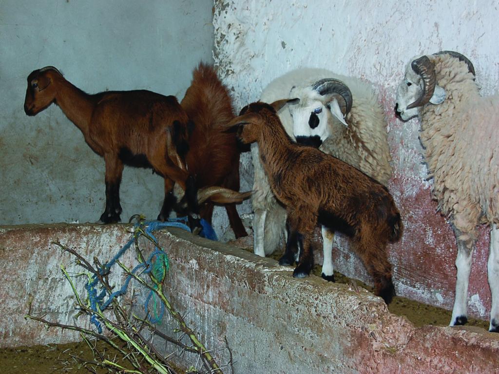 Oulad Teïma Gite Souss מראה חיצוני תמונה